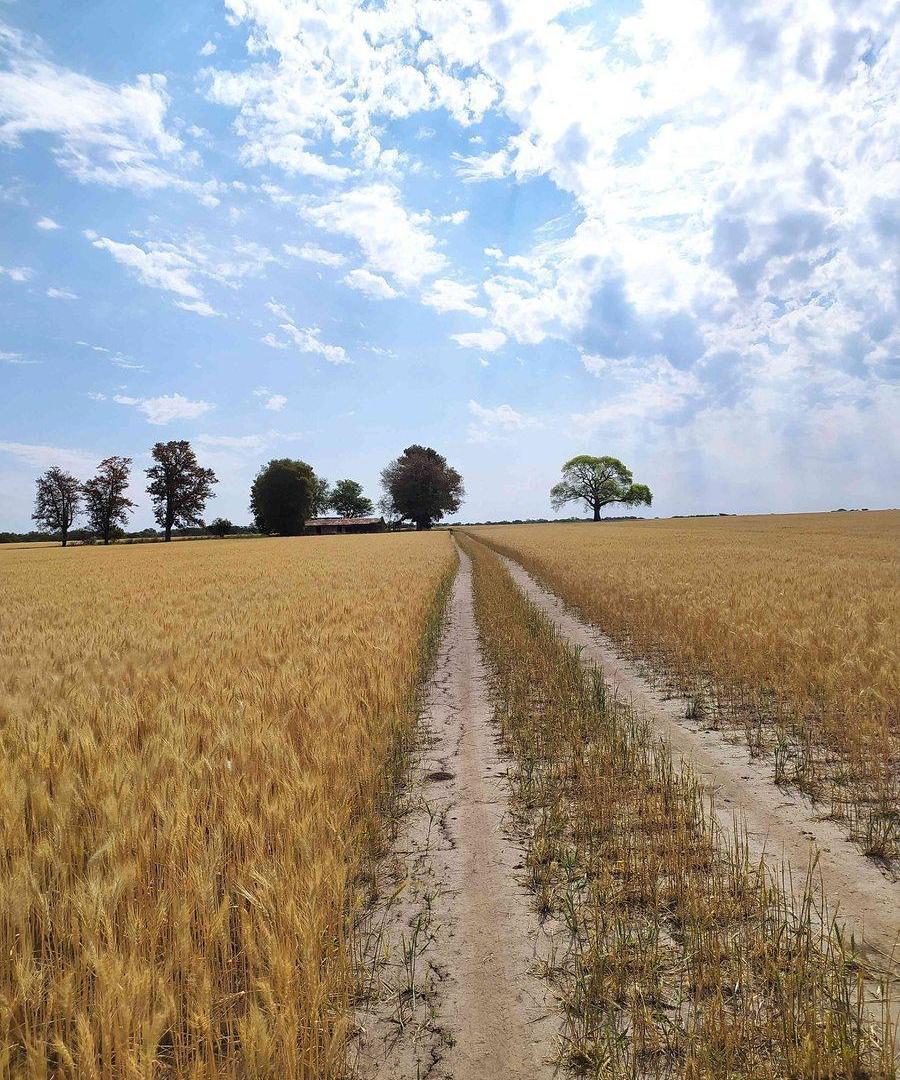 Foto de Se vende CAMPO mixto en Víctor Manuel II, imagen 4