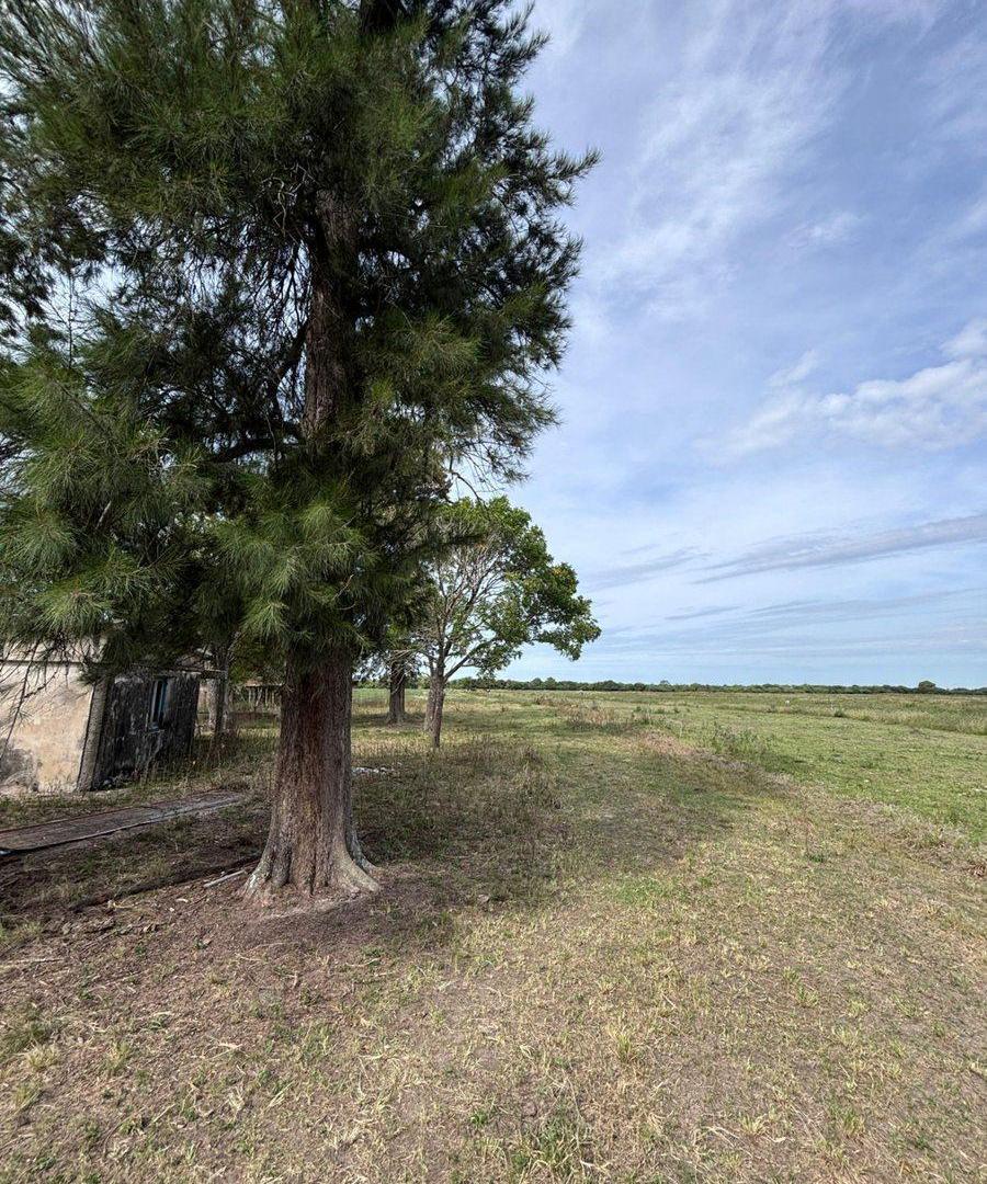 Foto de Venta de campo mixto en la Sarita, imagen 3