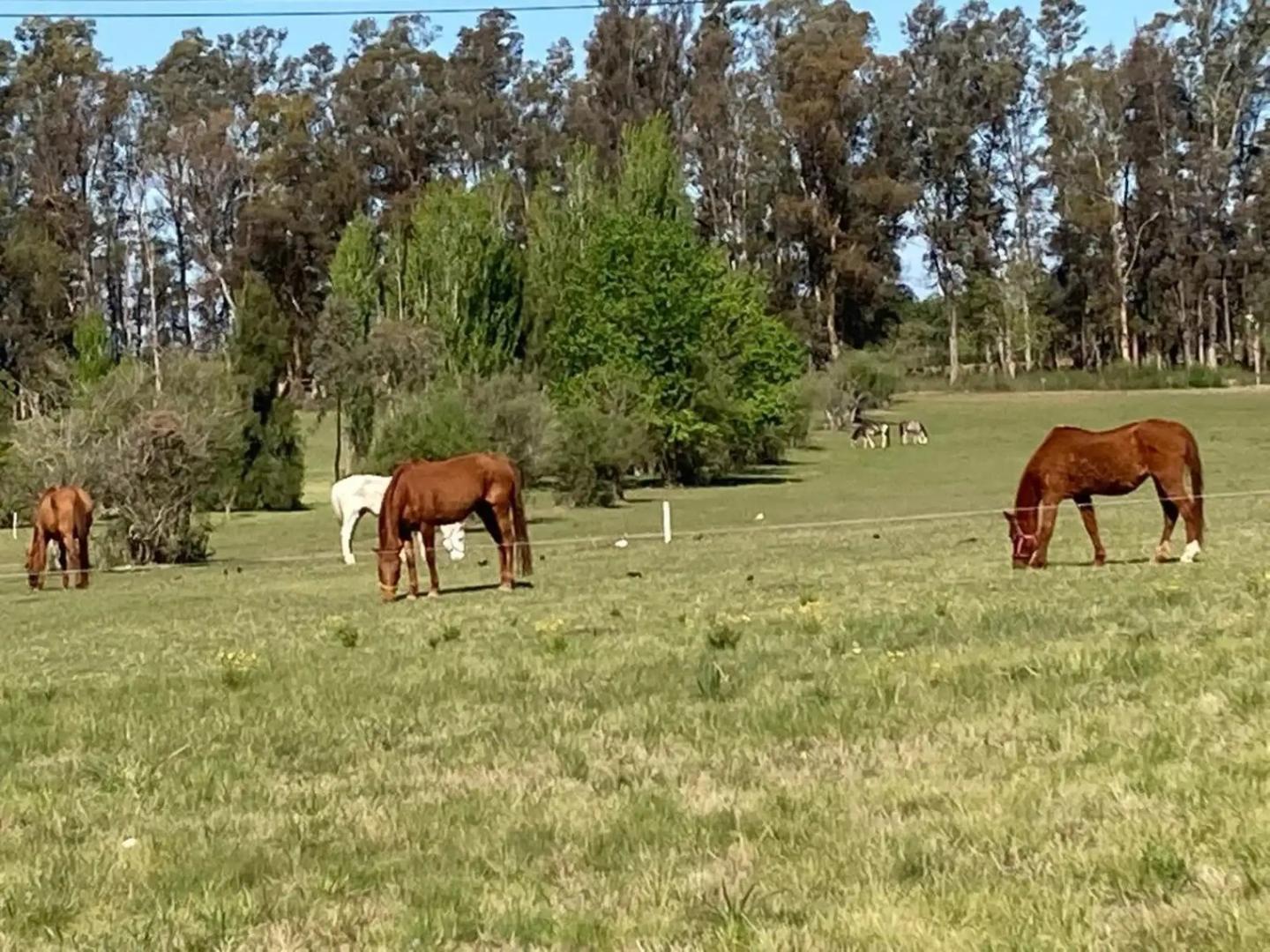 Excelente Lote En Venta En Chacras De La Cruz