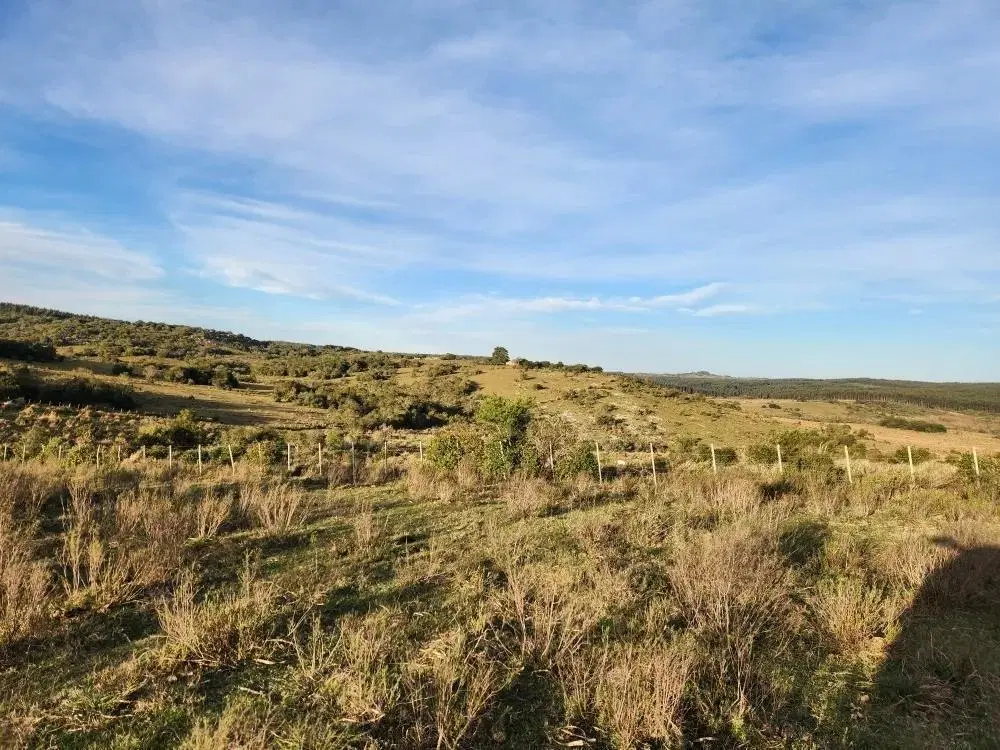 Campo de 39 has en Maldonado, Uruguay 2