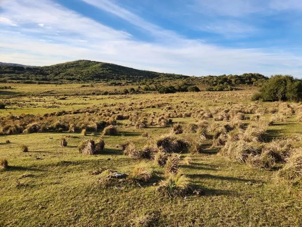 Campo de 39 has en Maldonado, Uruguay 3