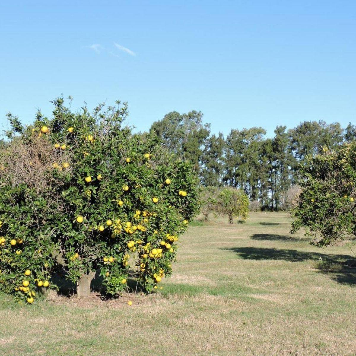 Lote en Club de Campo Azahares del Paraná 5