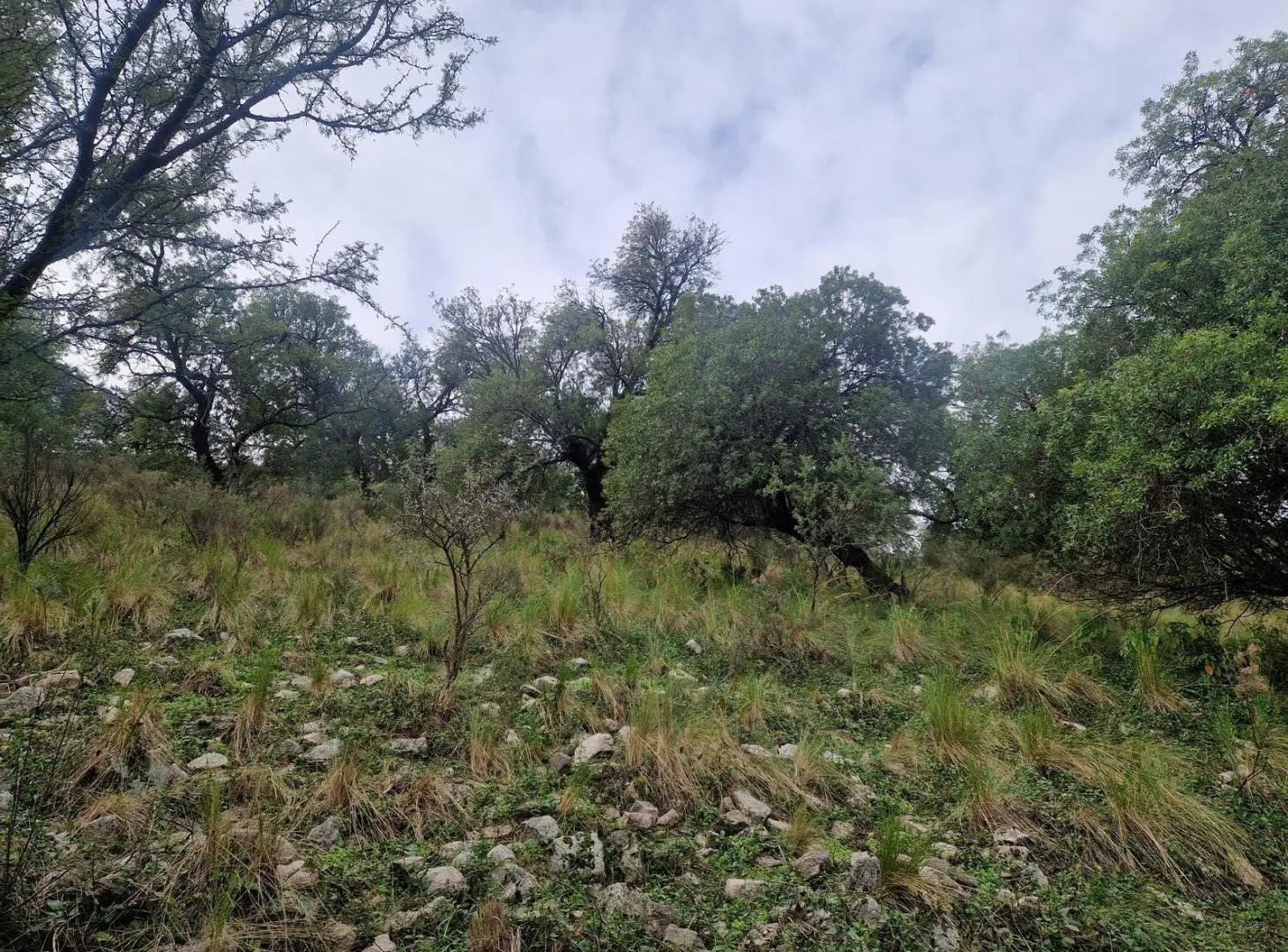 Terreno Muy Bonito de 5.200 m2 en Los Hornillos, Traslasierra!! 8