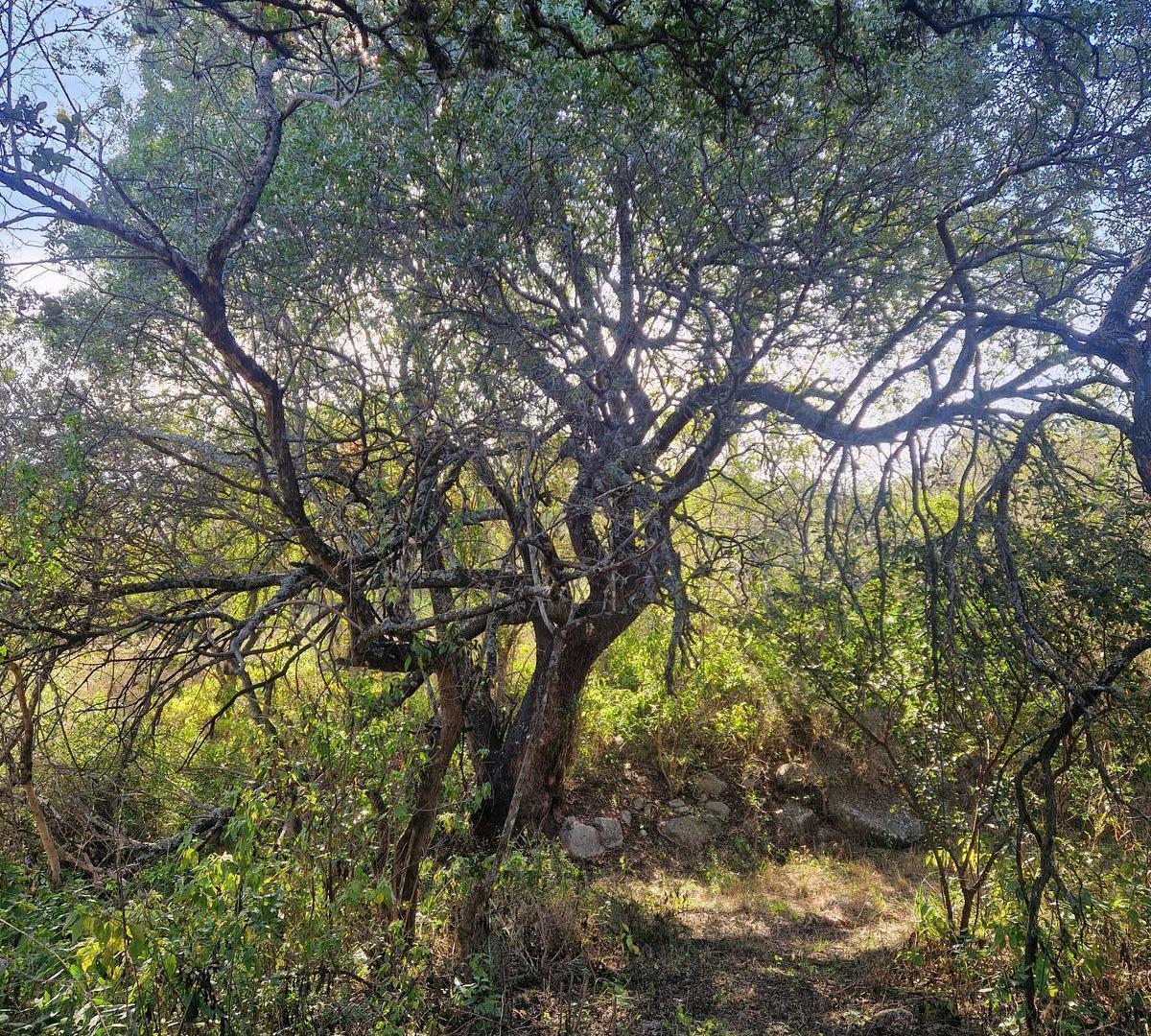 Foto de Terreno en Venta de 2.550 m2 en Los Molles, Traslasierra!!, imagen 5