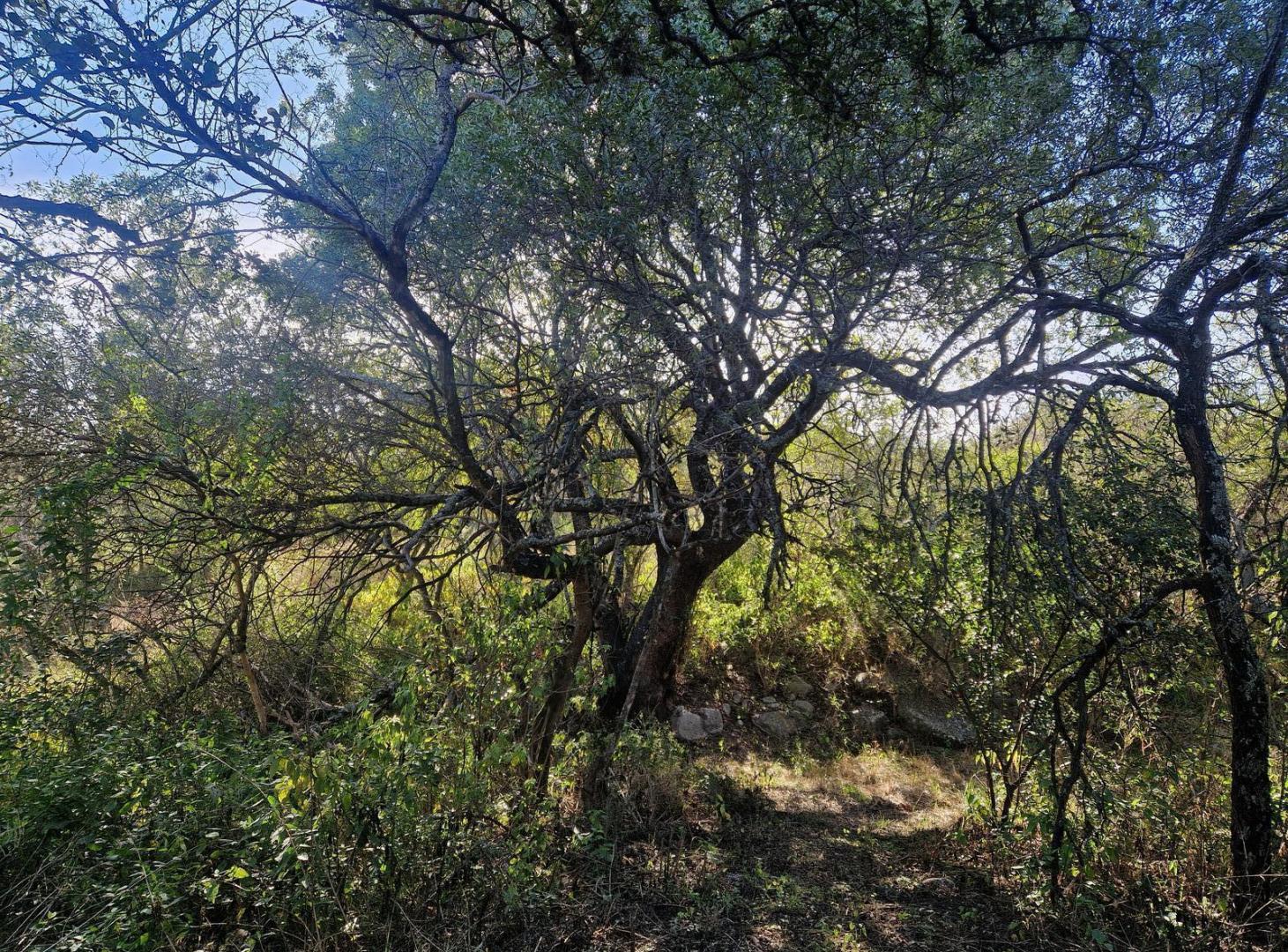 Foto de Terreno en Venta de 2.550 m2 en Los Molles, Traslasierra!!, imagen 5