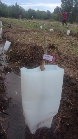 Foto de Venta de Campo - Rodeo De Piedra Traslasierras, !!, imagen 5