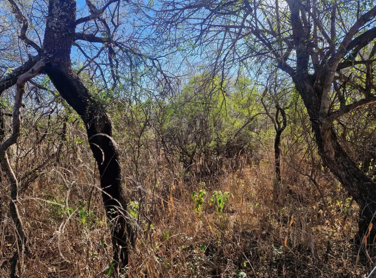 Terreno 2 Hectareas en Venta con Escritura Excelente Ubicación en La Travesía, Traslasierra 5