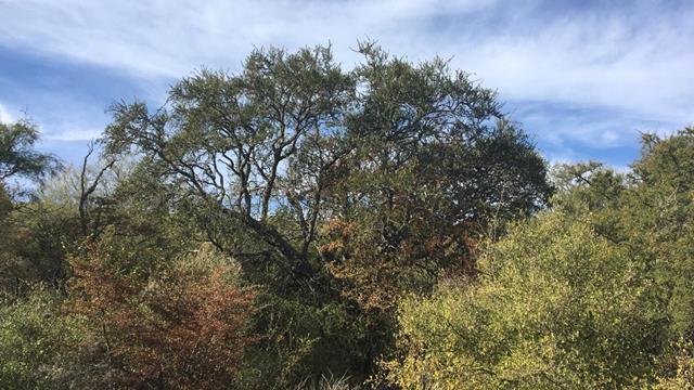 Foto de Campo en Venta en Yacanto, imagen 1