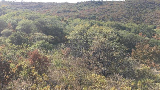 Foto de Campo en Venta en Yacanto, imagen 5