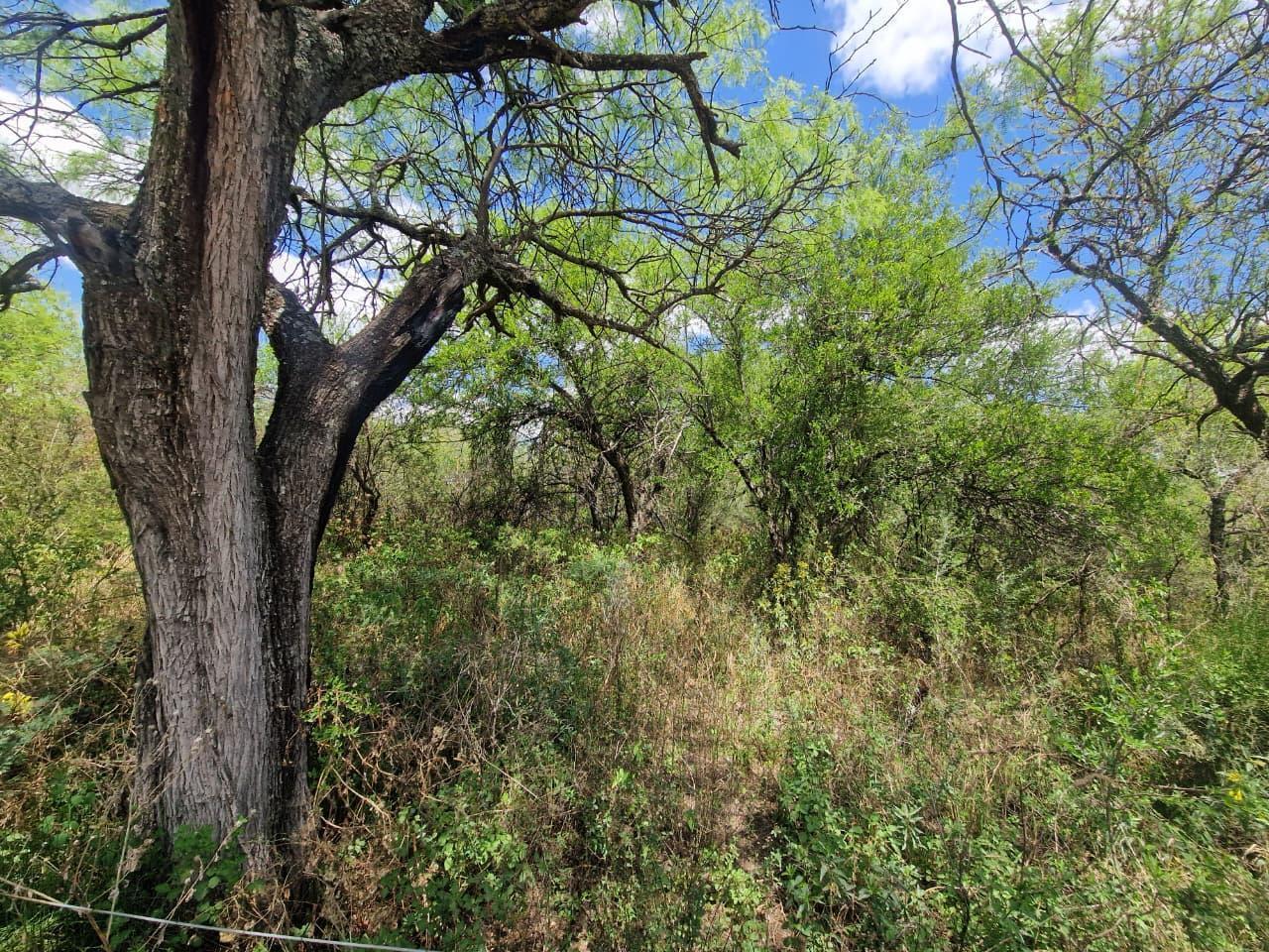 Foto de Terreno en Villa De Las Rosas, imagen 1