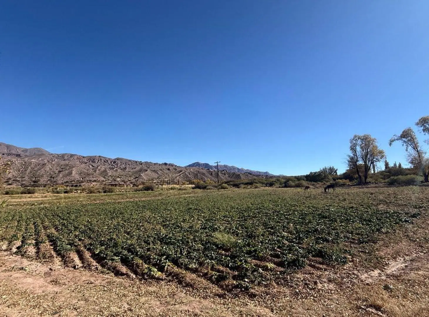 VENTA 2 HECTÁREAS  DE 20.414 m²  - HUACALERA 2
