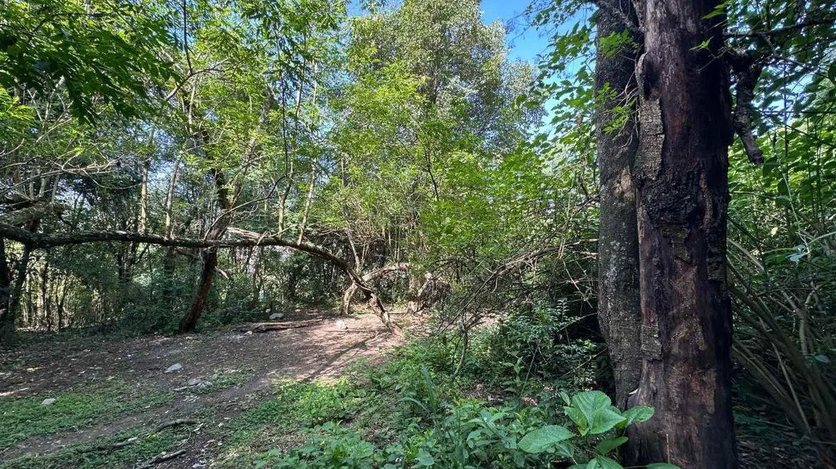 VENTA TERRENO 9667,20 M2 LOS PERALES 5