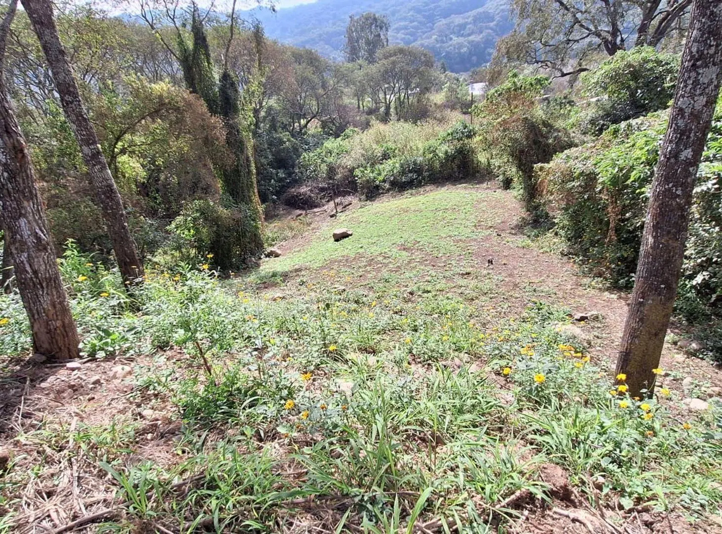 VENTA TERRENO 720MTS2 RP 8 LOS ALISOS 2