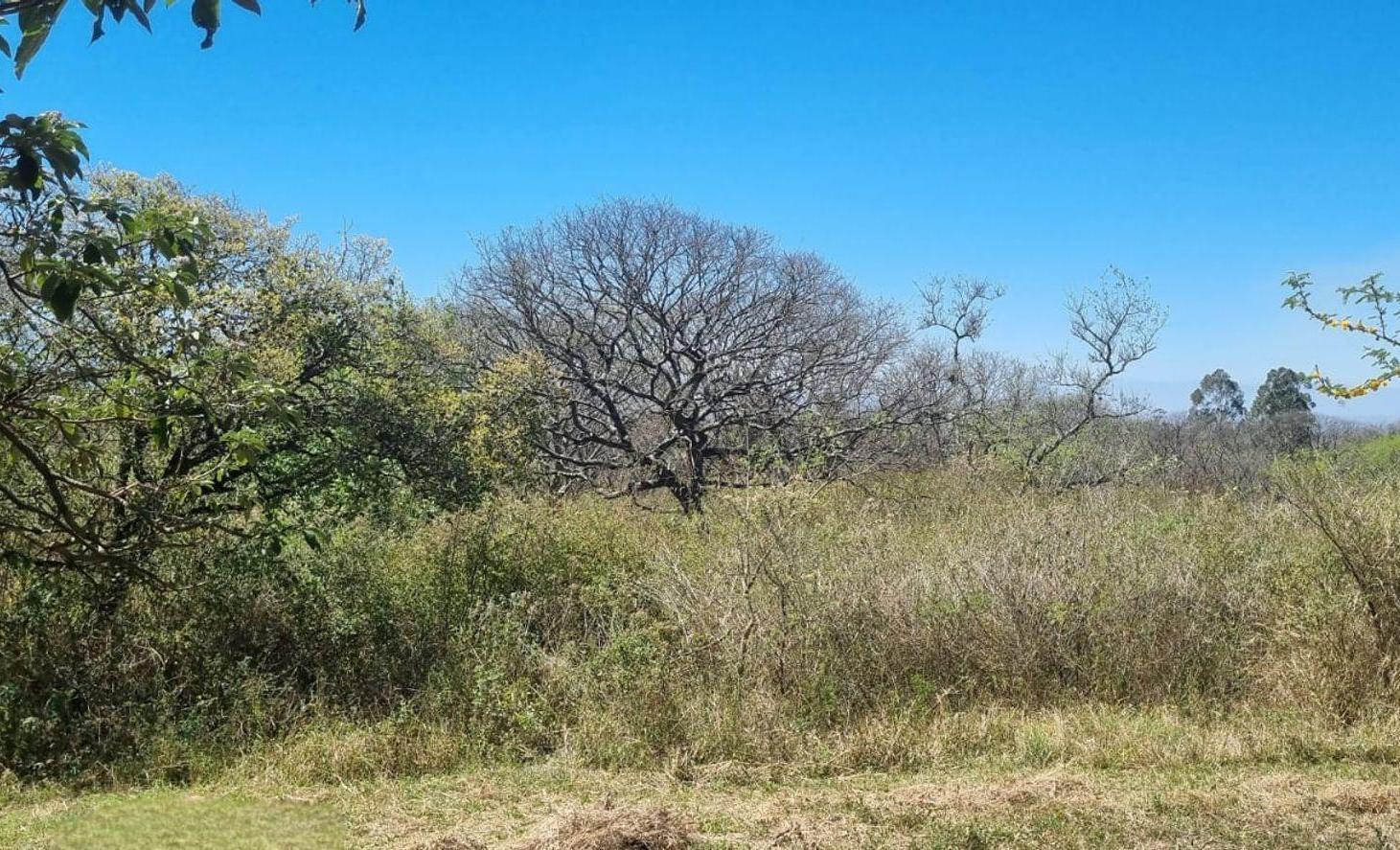 Foto de TERRENO EN VENTA EN LOMA HERMOSA, EL CEIBAL 600m2, imagen 4