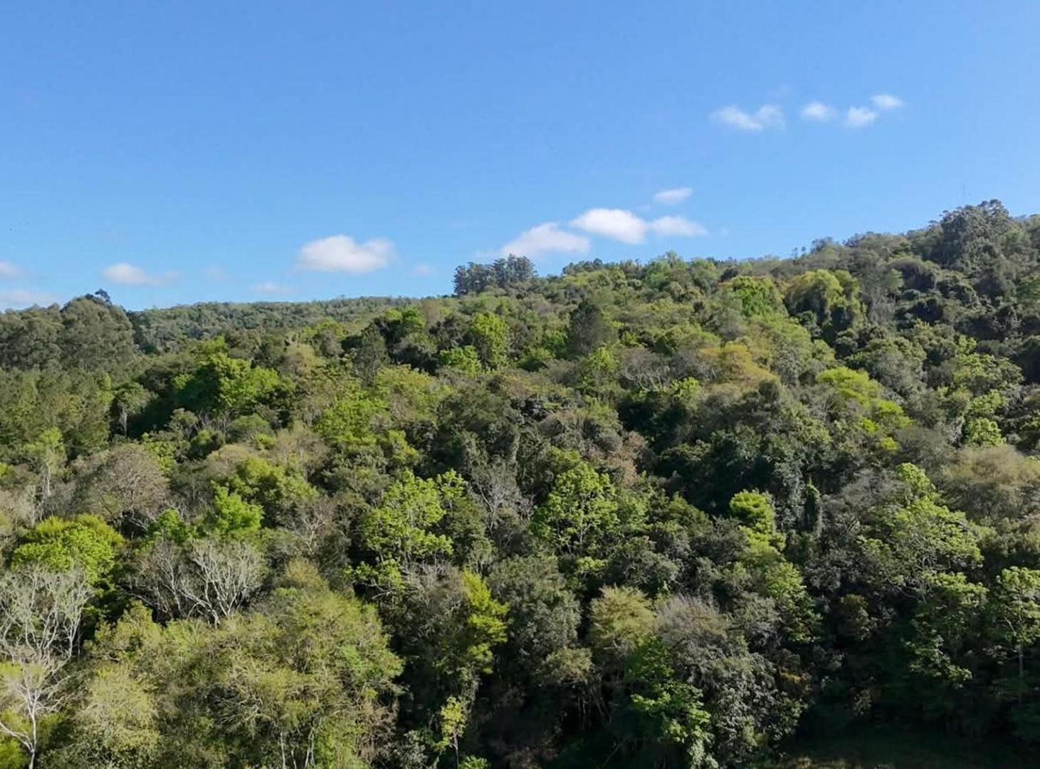 Foto de CAMPO DE 8 HECTÁREAS EN PANAMBÍ MISIONES A METROS DE LA RUTA 2, imagen 1