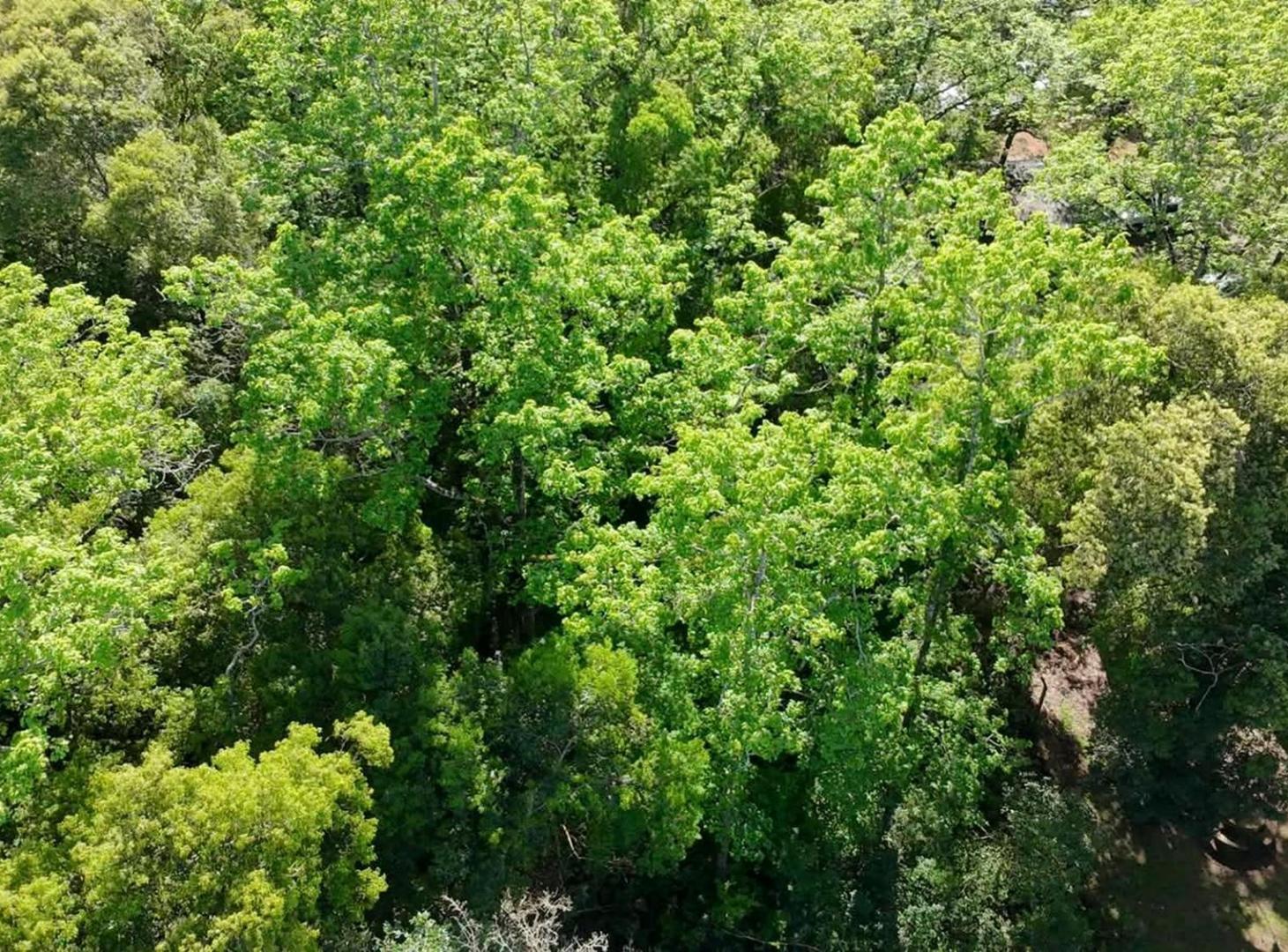 Foto de TERRENOS EN VENTA EN PANAMBÍ MISIONES, imagen 5