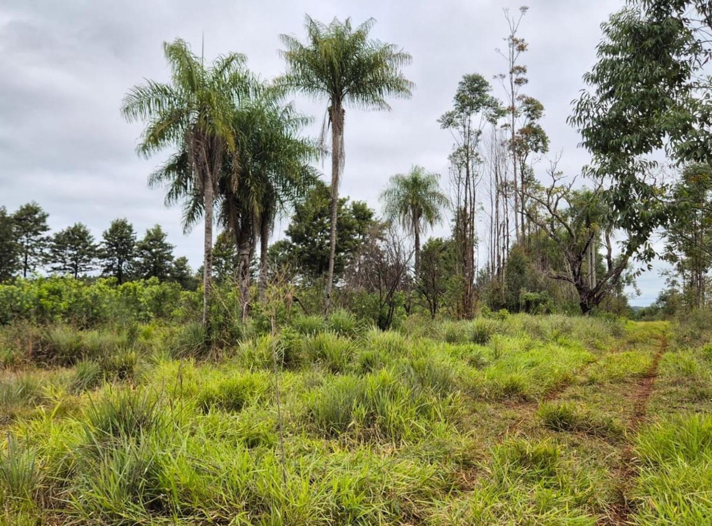 Foto de CAMPO EN VENTA EN GOBERNADOR ROCA MISIONES - 70 HECTÁREAS A METROS DE, imagen 3
