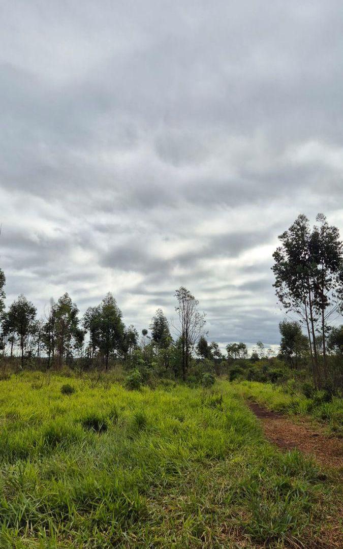 Foto de CAMPO EN VENTA EN GOBERNADOR ROCA MISIONES - 70 HECTÁREAS A METROS DE, imagen 5