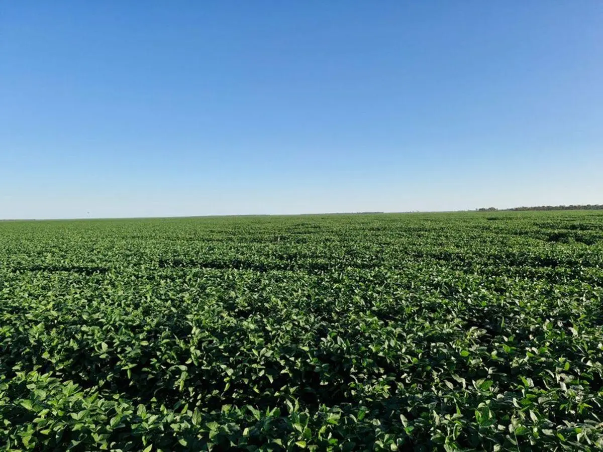 VENDO Estancia Agrícola 3580 ha. Premium en Quimili, Santiago del Estero 4