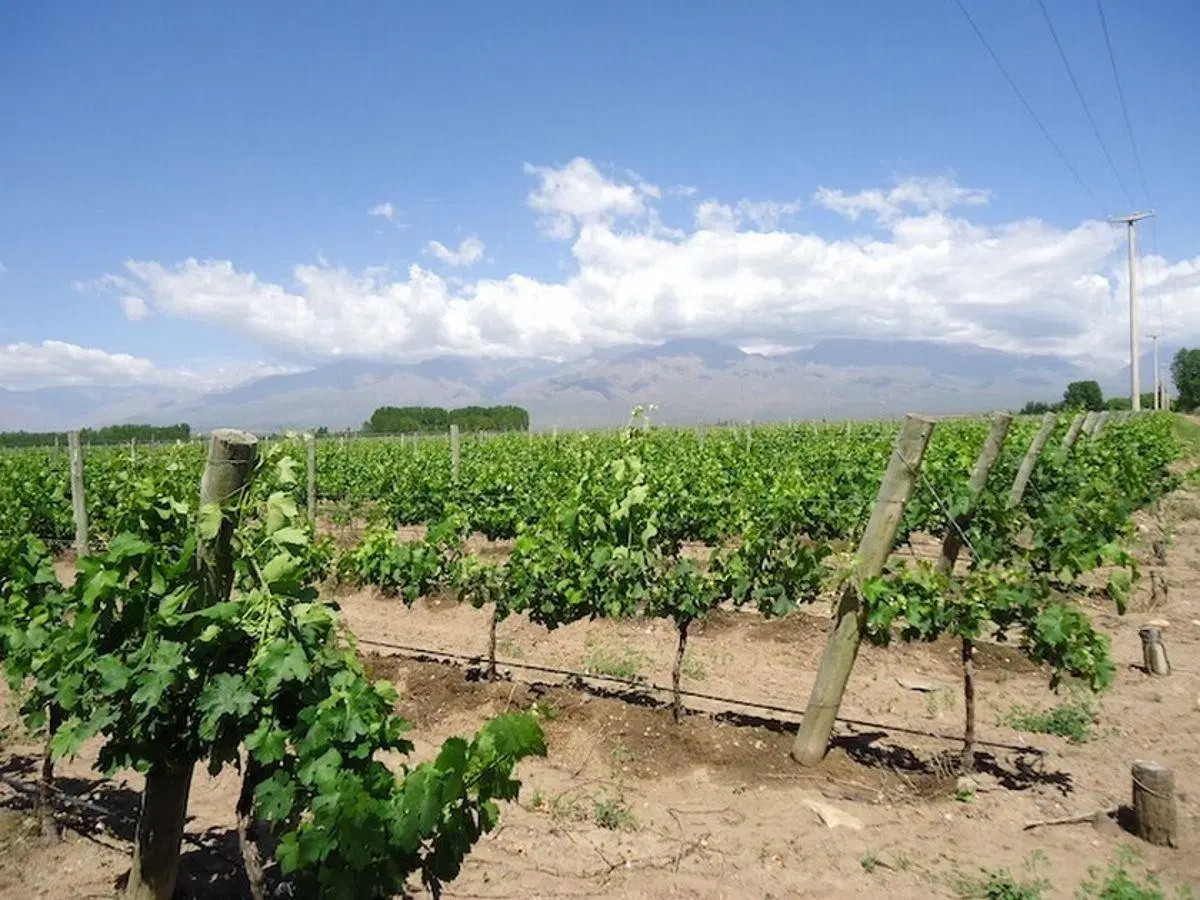 Bodega premium en Mendoza, viñedos varietales finos, pistachos, almendros y nogales en producción 3