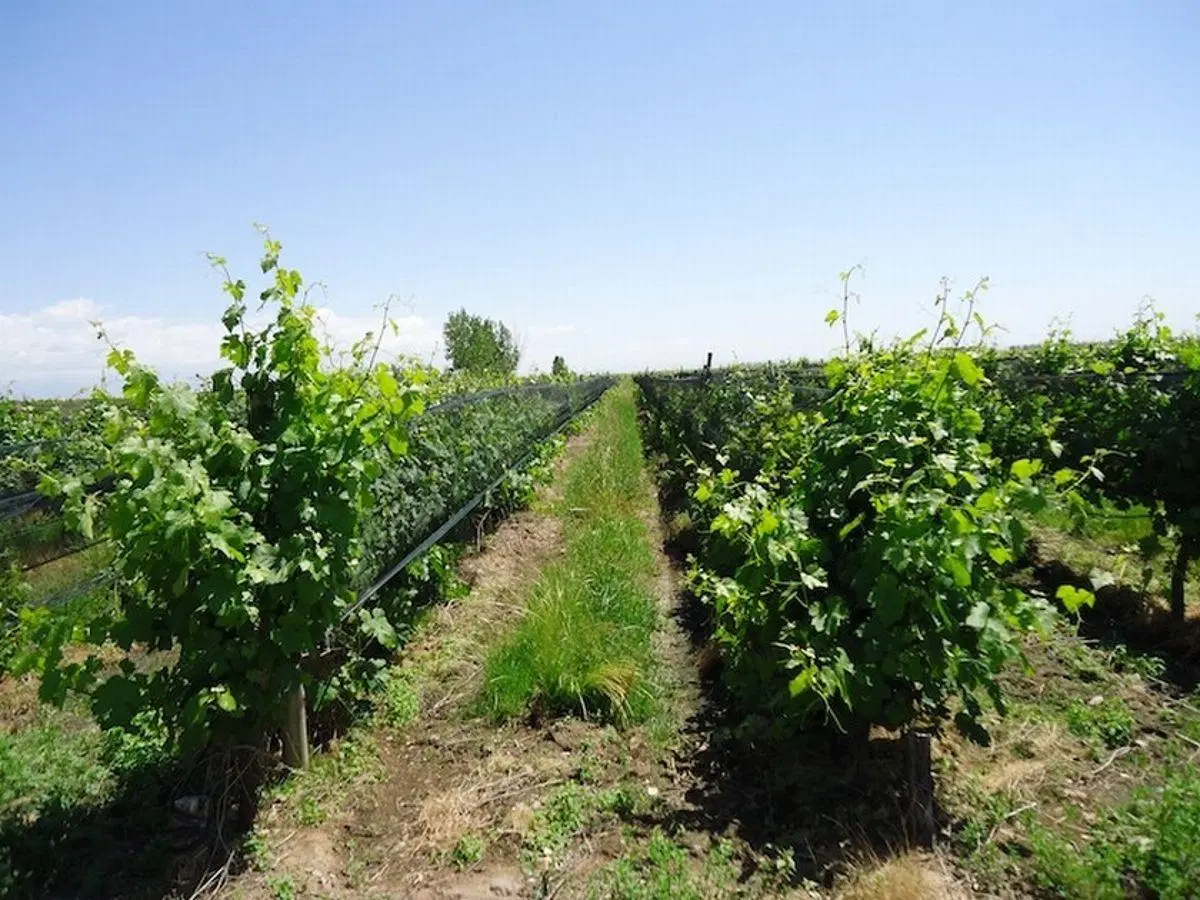 Bodega premium en Mendoza, viñedos varietales finos, pistachos, almendros y nogales en producción 4