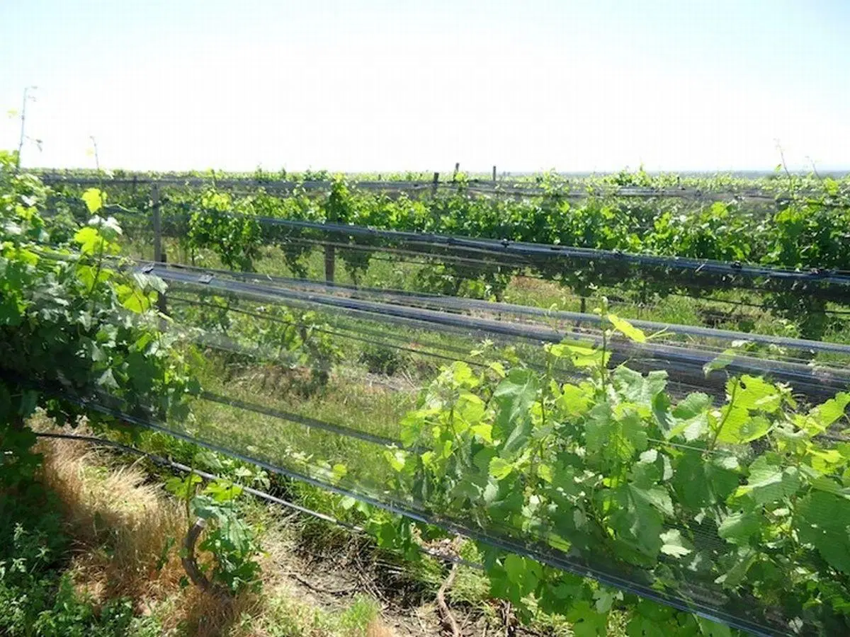 Bodega premium en Mendoza, viñedos varietales finos, pistachos, almendros y nogales en producción 8