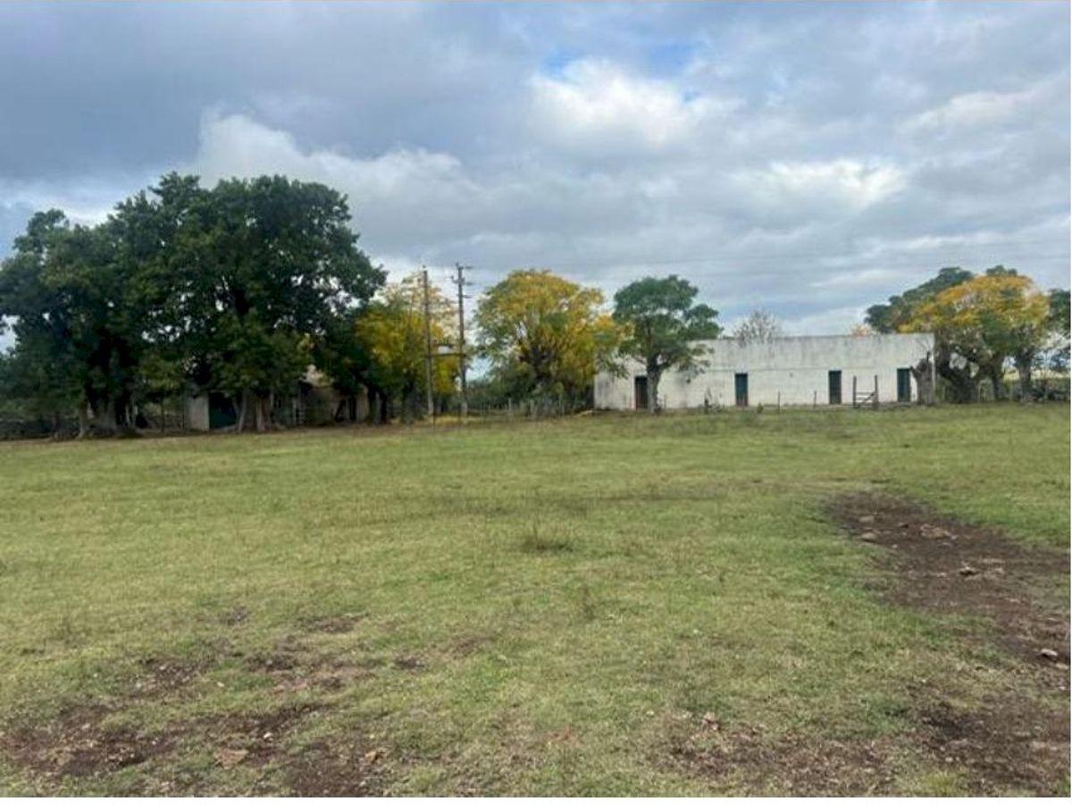 Foto de VENDO Campo ganadero–forestal en Tacuarembó 6.685 ha con infraestructura y suelos basálticos, imagen 3