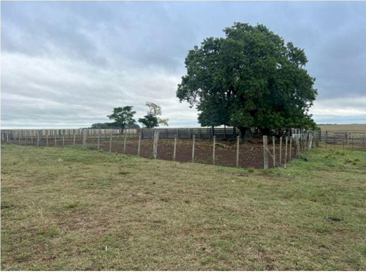 Foto de VENDO Campo ganadero–forestal en Tacuarembó 6.685 ha con infraestructura y suelos basálticos, imagen 5