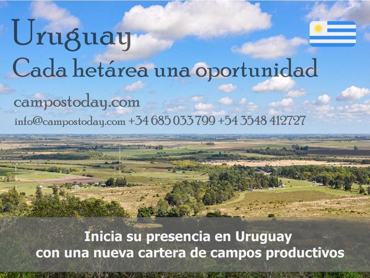 Foto de Vendo Campo ganadero en Salto, Uruguay de 2.244 ha, imagen 2