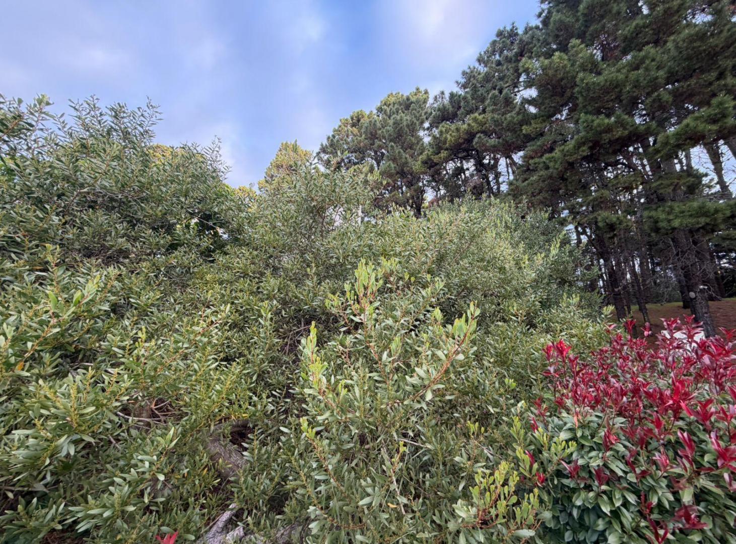 Foto de Terreno en Mar Azul, imagen 4