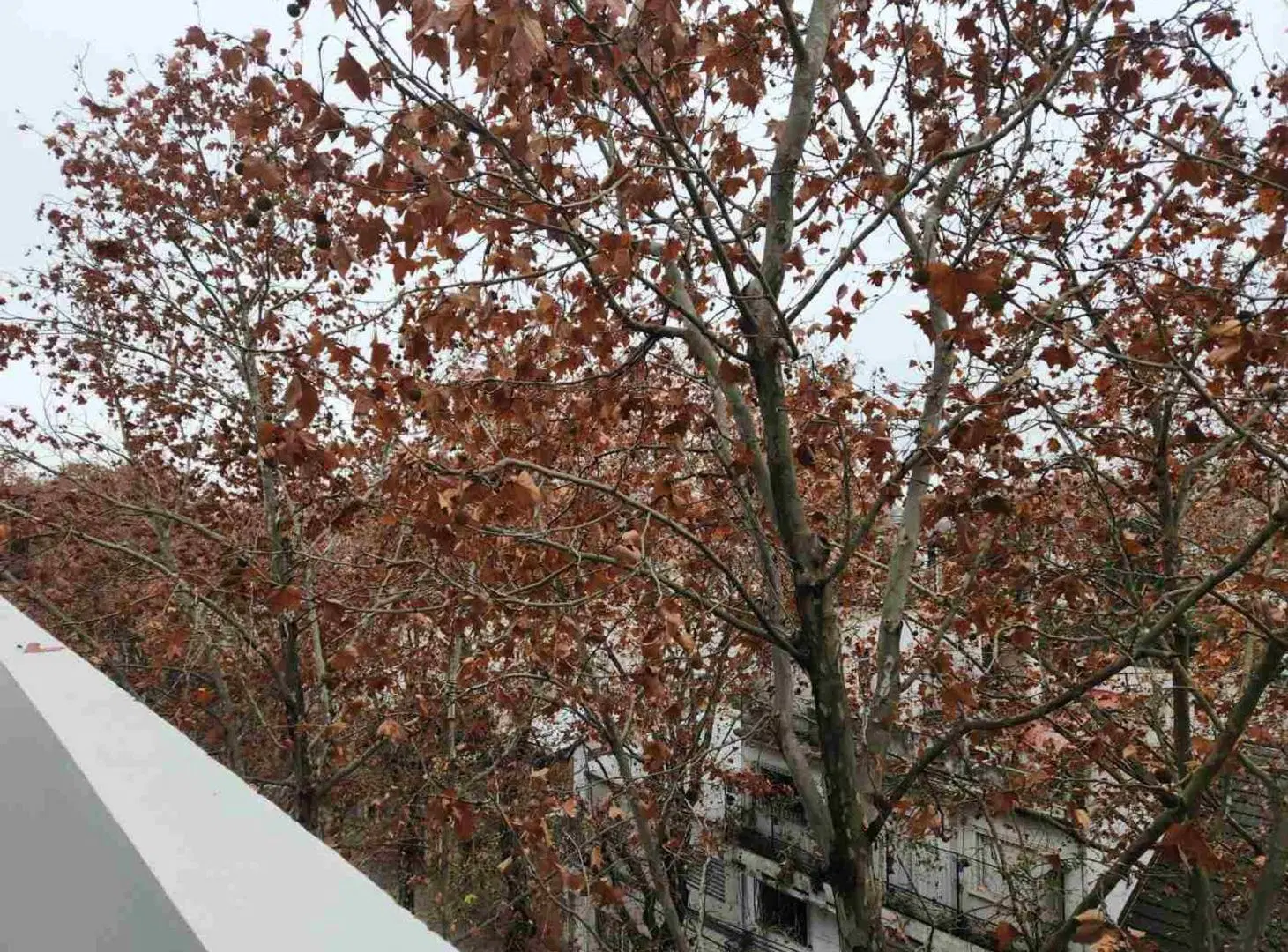 RESERVADO Monoambiente  balcòn terraza Parque Chas 2