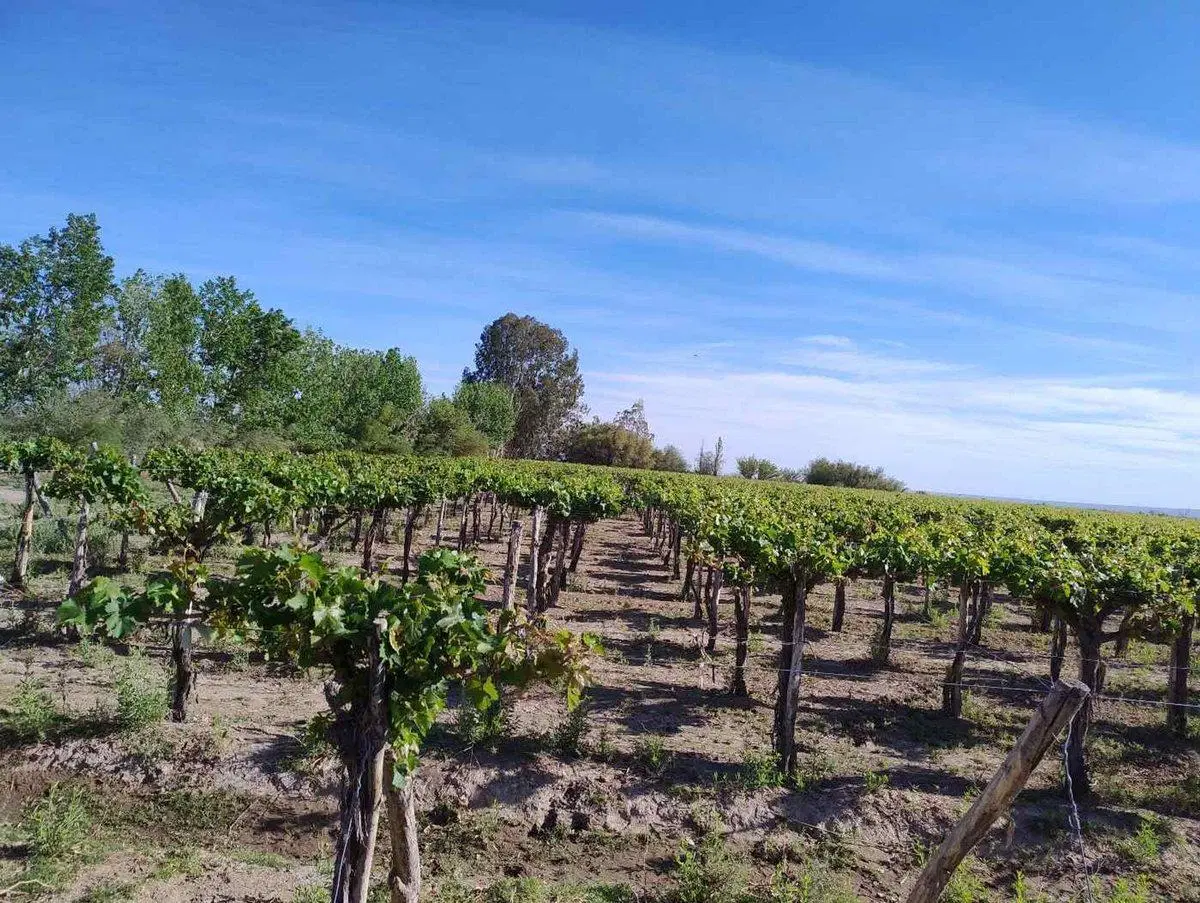 Finca en Angaco, con producción. 192 hectáreas. 5