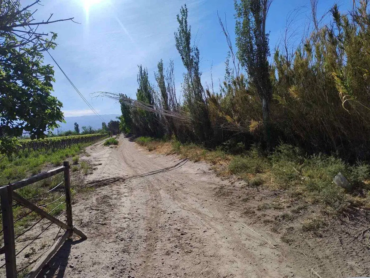 Finca en Angaco, con producción. 192 hectáreas. 4