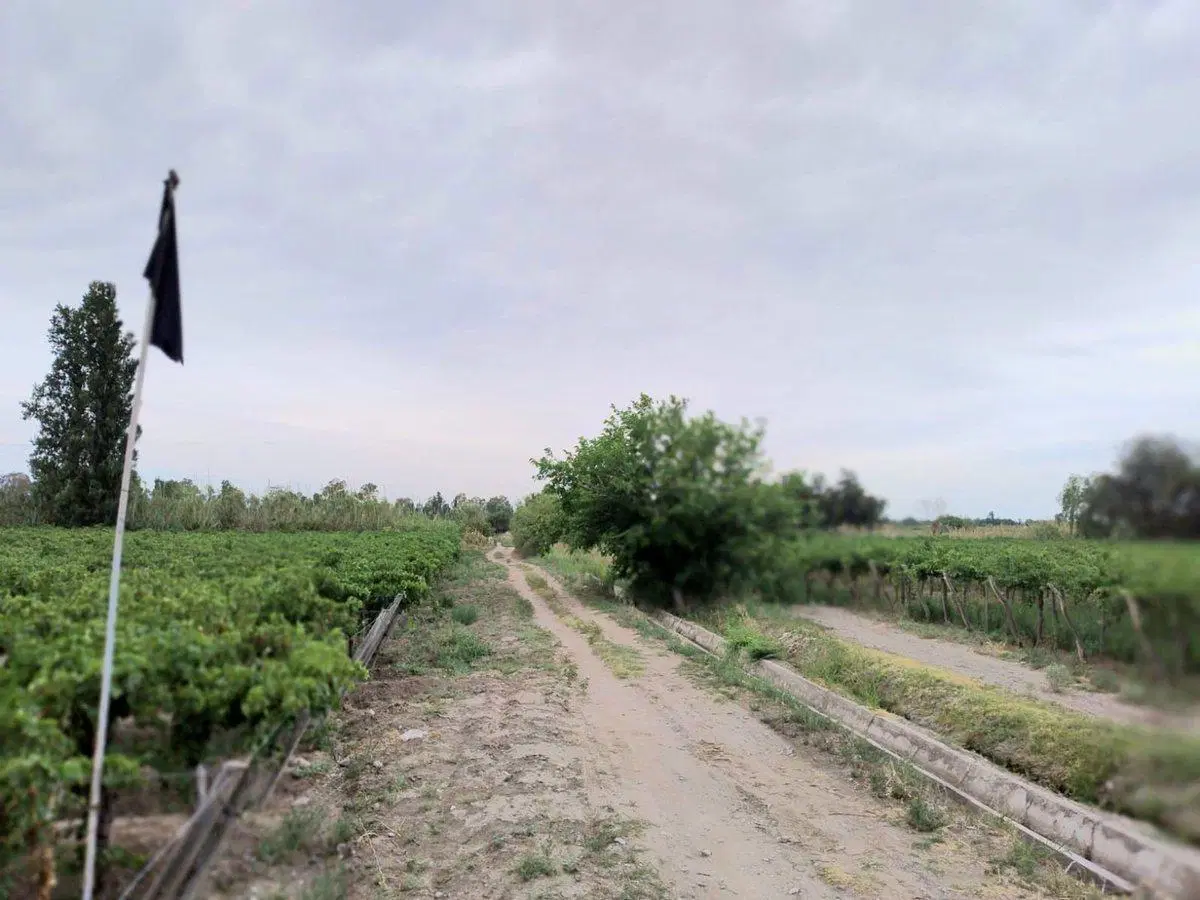 FINCA 6,49 HAS EN PRODUCCION, CARPINTERIA, POCITO 5