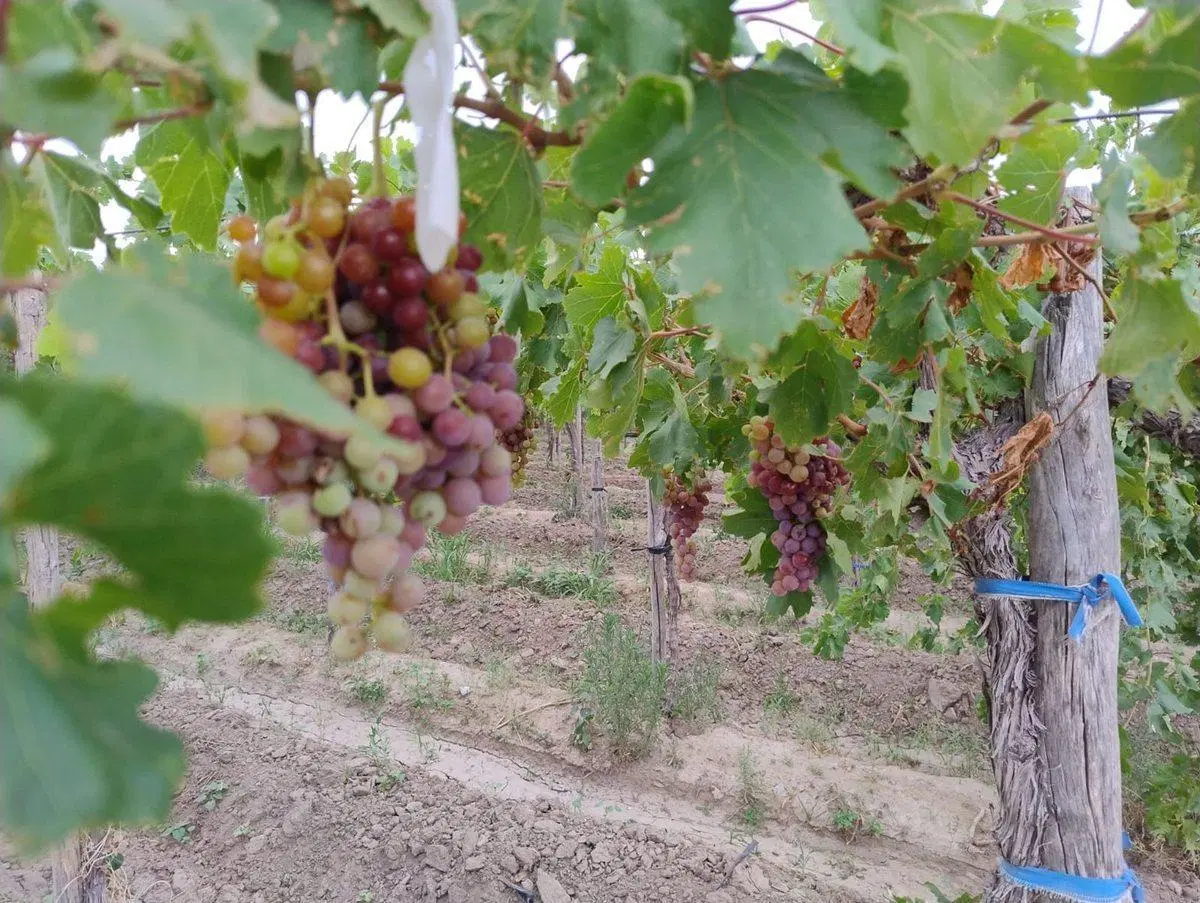 FINCA 6,49 HAS EN PRODUCCION, CARPINTERIA, POCITO 3