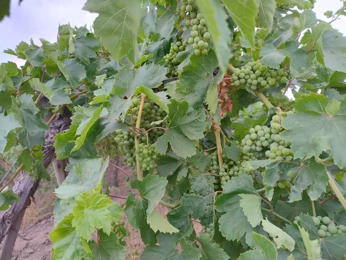 FINCA 6,49 HAS EN PRODUCCION, CARPINTERIA, POCITO 2