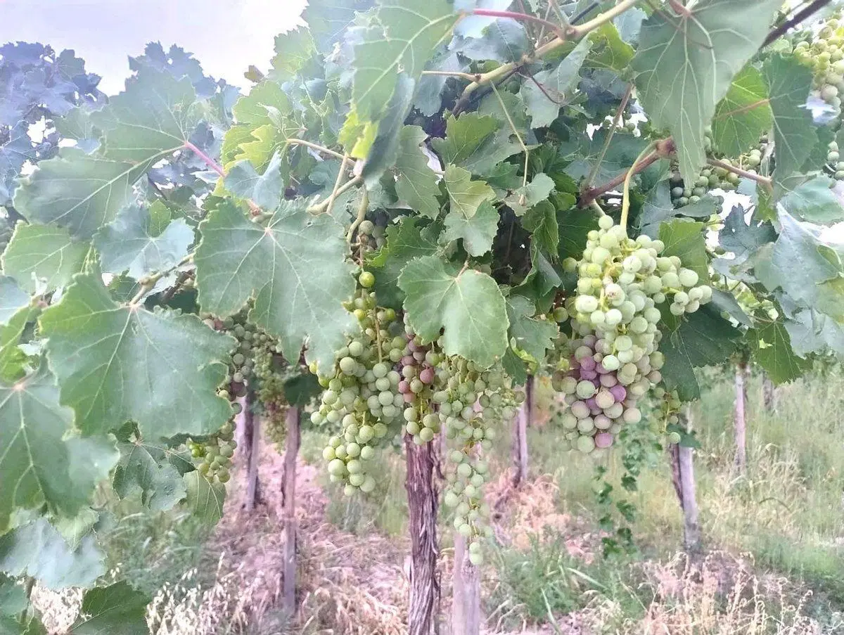 FINCA DE 6.5 HAS EN PRODUCCION EN CARPINTERIA 3