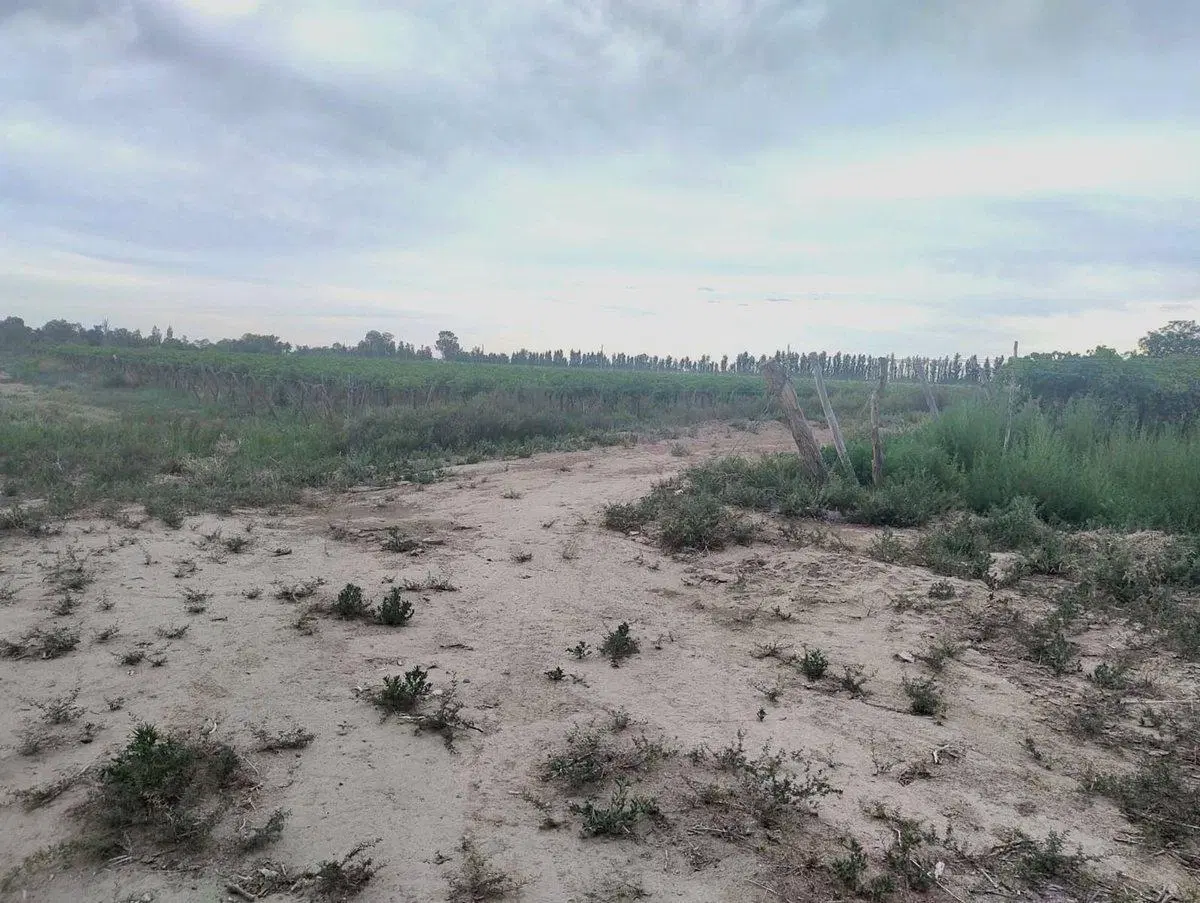 FINCA DE 6.5 HAS EN PRODUCCION EN CARPINTERIA 2