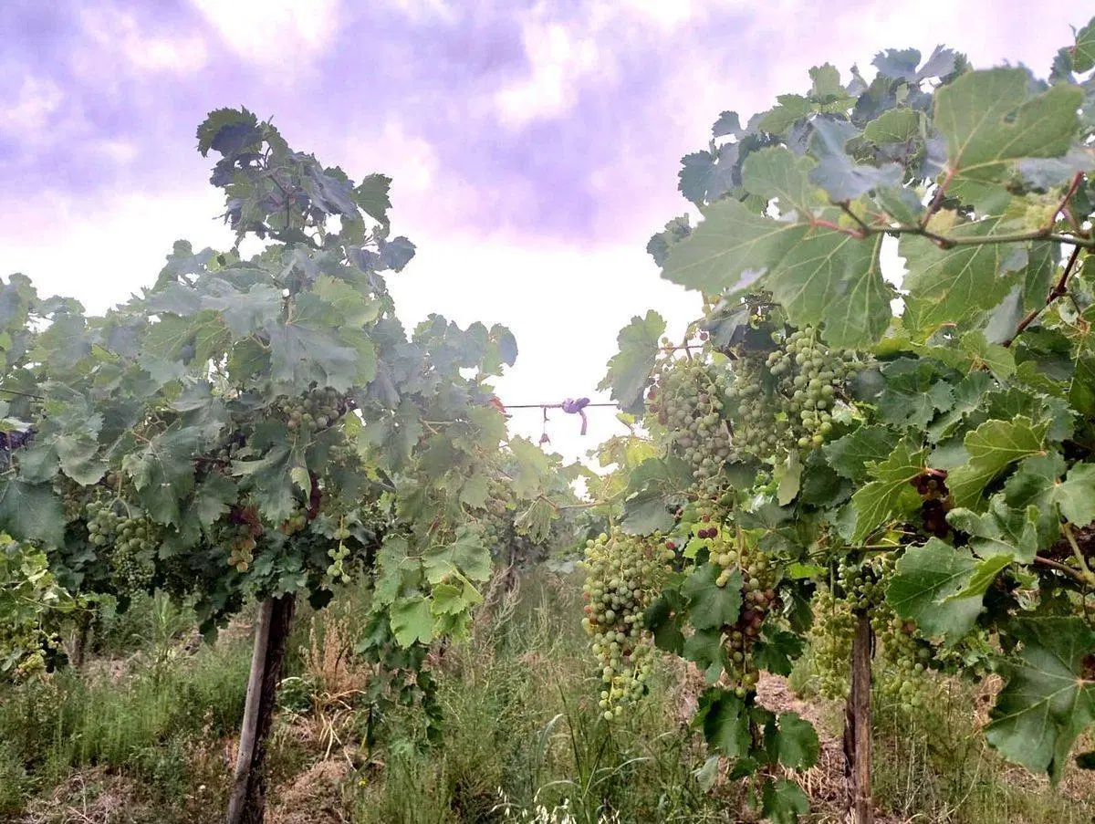 FINCA DE 6.5 HAS EN PRODUCCION EN CARPINTERIA 5