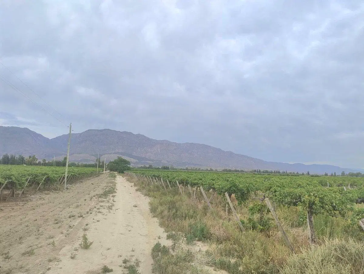 FINCA DE 6.5 HAS EN PRODUCCION EN CARPINTERIA 4
