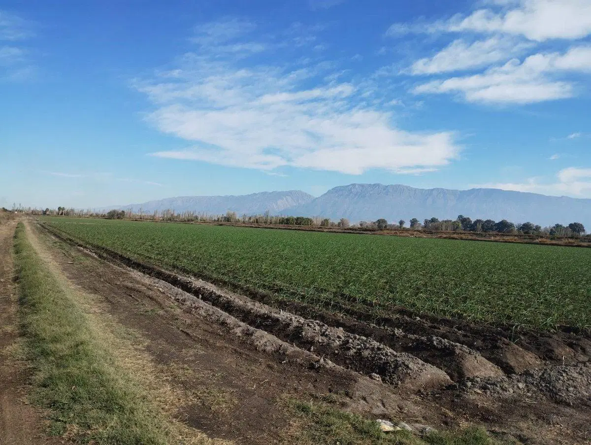 CAMPO DE 6 HECTAREAS. SOBRE CALLE 1O. POCITO 2