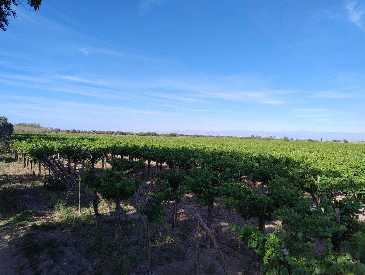 Finca en Angaco, con producción. 192 hectáreas.