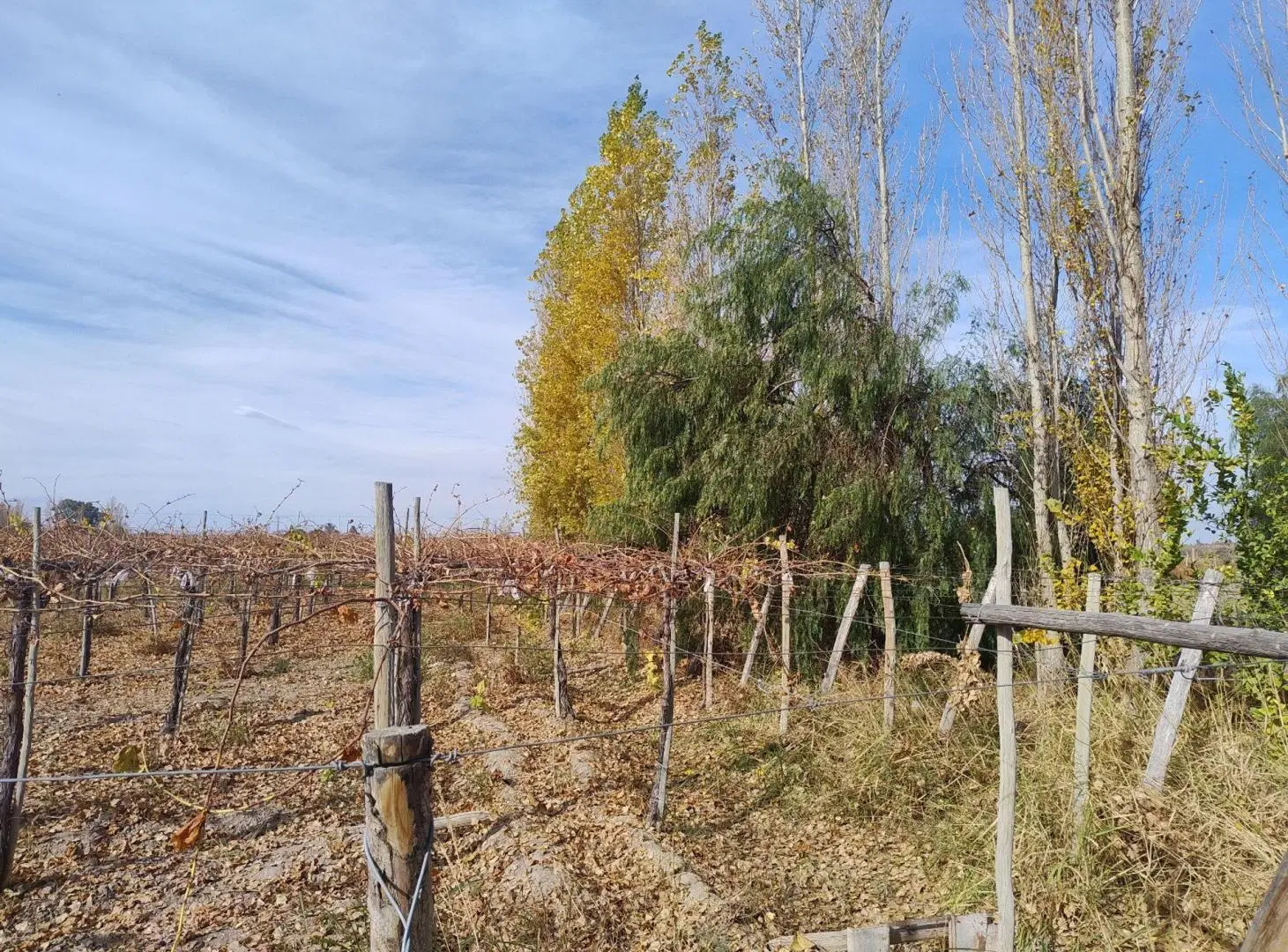 TERRENO DE 2 HAS EN GENERAL ACHA Y CALLE 14.POCITO 3