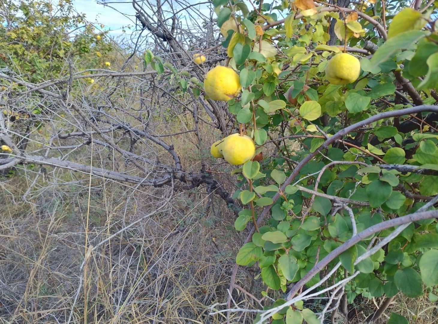 Foto de Finca con producción. Uva y Membrillos. 25 de mayo, imagen 2