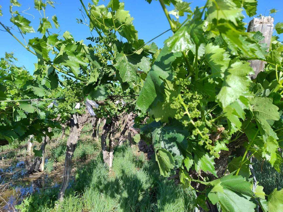 Foto de Finca con producción. Uva y Membrillos. 25 de mayo, imagen 2