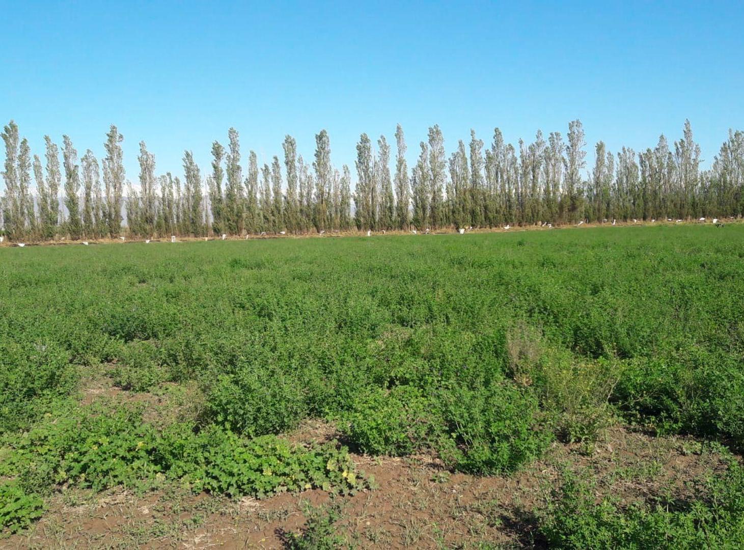 Foto de TERRENO DE 16 HECTAREAS. RAWSON, imagen 2