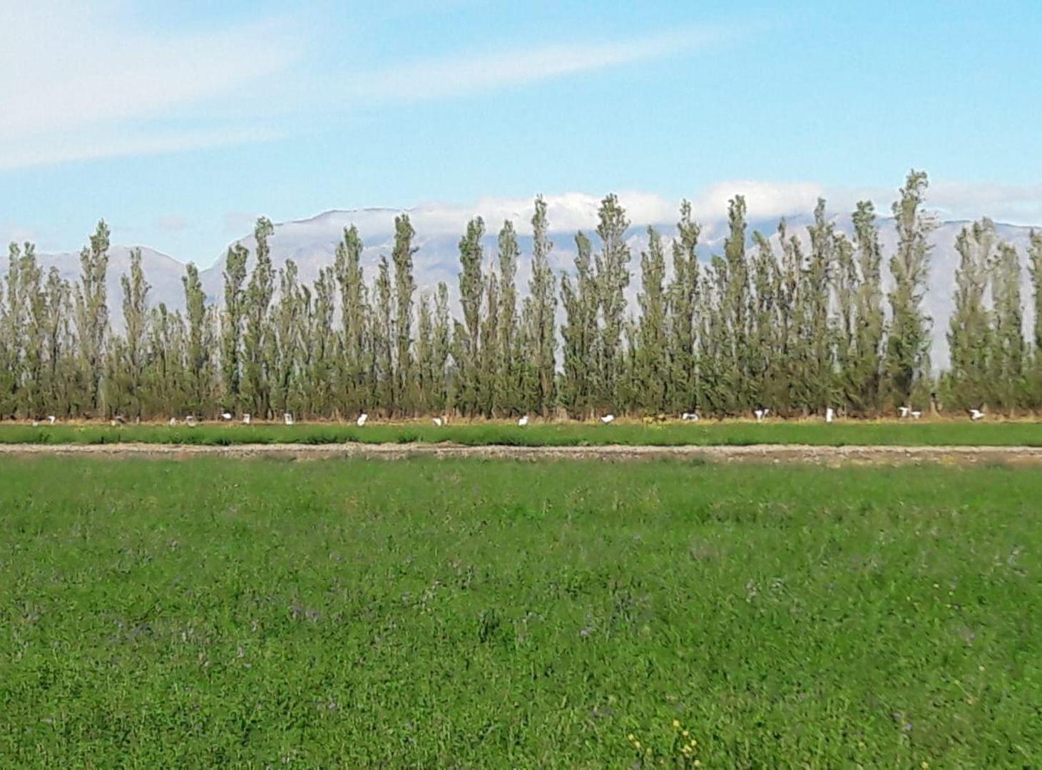 Foto de TERRENO DE 16 HECTAREAS. RAWSON, imagen 4