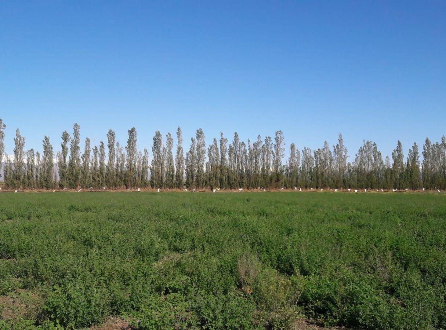 Foto de TERRENO DE 16 HECTAREAS. RAWSON, imagen 1