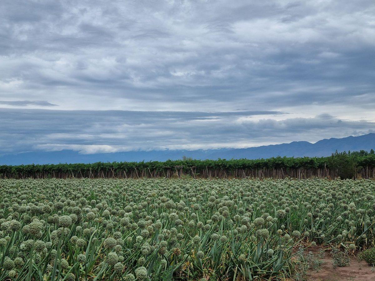 Foto de CAMPO AGRICOLA EN VENTA DE 20 HAS, SARMIENTO, imagen 4