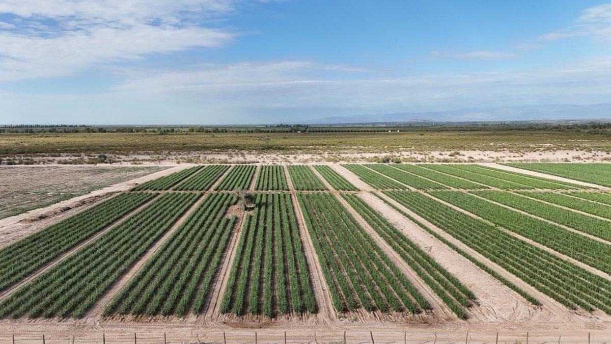 Foto de CAMPO AGRICOLA EN VENTA DE 20 HAS, SARMIENTO, imagen 3